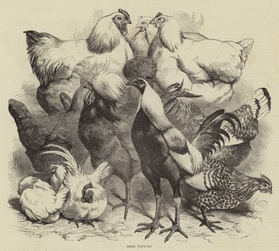 Birmingham Show, Prize Poultry by Harrison William Weir